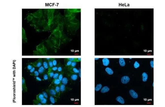 Claudin 3 Antibody in Immunocytochemistry (ICC/IF)