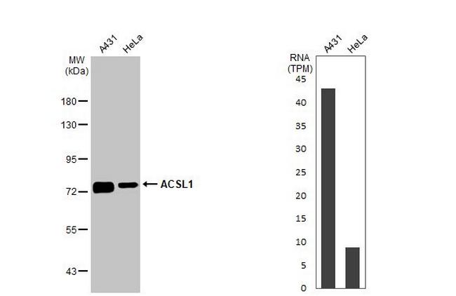 ACSL1 Antibody in Western Blot (WB)