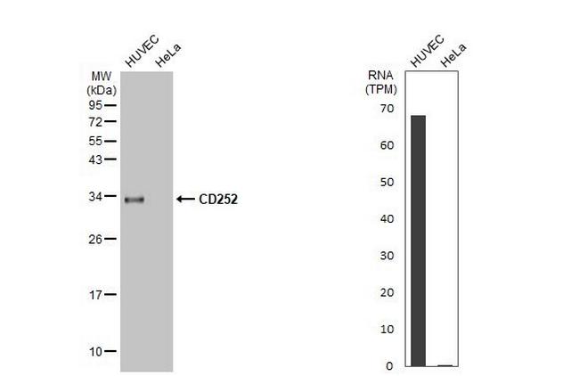 OX40L Antibody in Western Blot (WB)