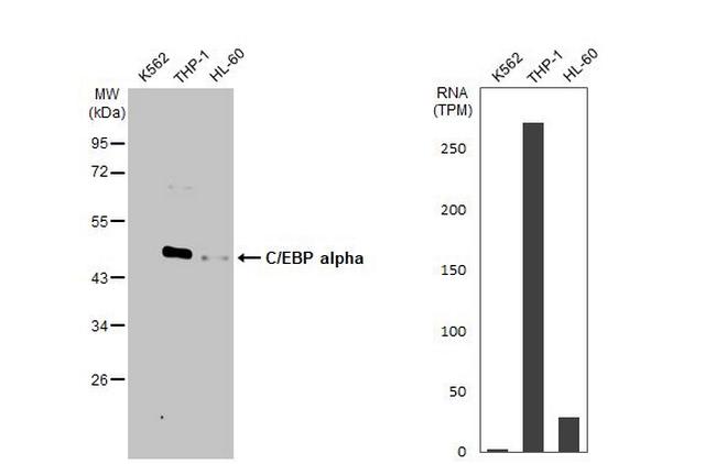 C/EBP alpha Antibody in Western Blot (WB)