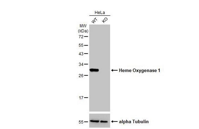 HO-1 Antibody in Western Blot (WB)