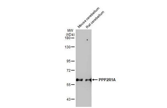 PPP2R1A Antibody in Western Blot (WB)