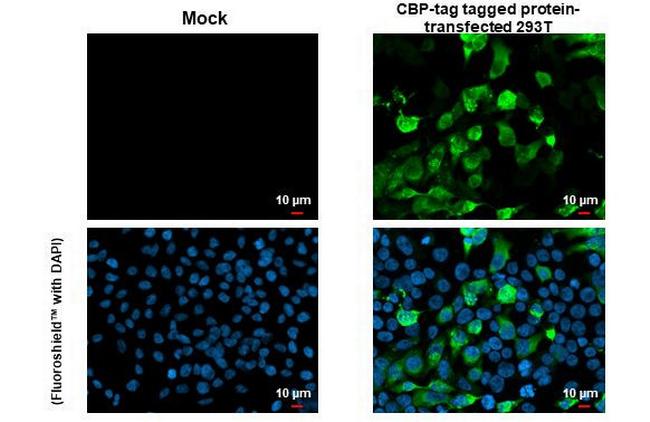 Calmodulin binding peptide Antibody in Immunocytochemistry (ICC/IF)