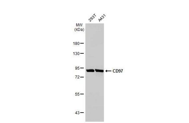 CD97 Antibody in Western Blot (WB)