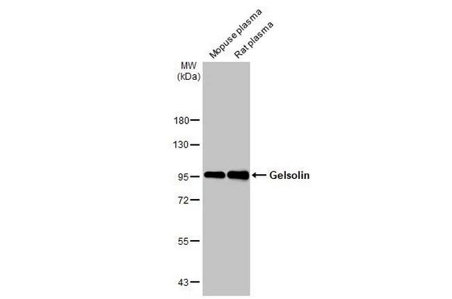 Gelsolin Antibody in Western Blot (WB)