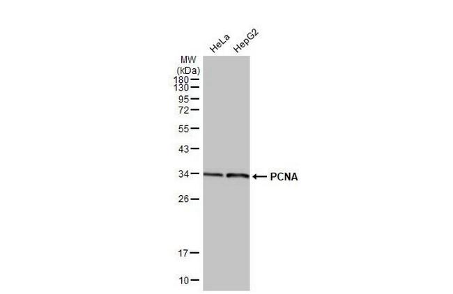 PCNA Antibody in Western Blot (WB)