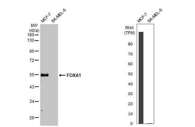 FOXA1 Antibody in Western Blot (WB)