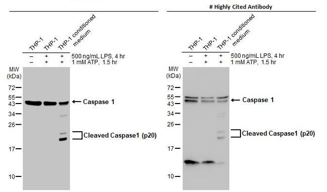 Caspase 1 Antibody in Western Blot (WB)