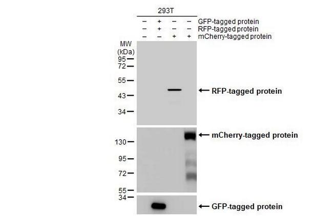 RFP Antibody in Western Blot (WB)