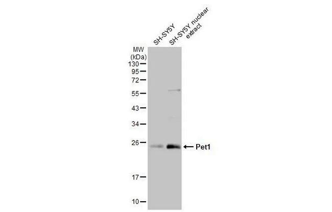 FEV Antibody in Western Blot (WB)