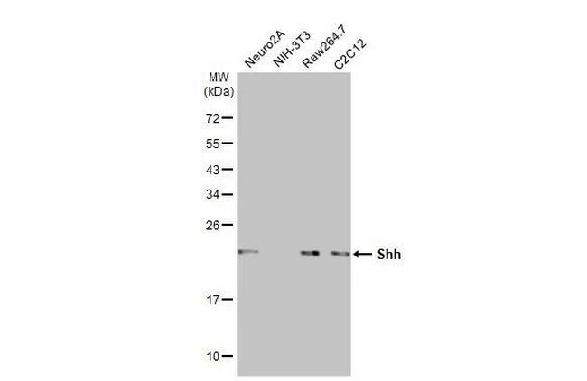 SHH Antibody in Western Blot (WB)