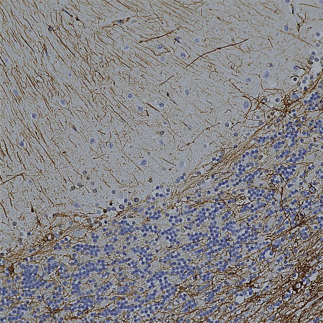 GFAP Antibody in Immunohistochemistry (Paraffin) (IHC (P))