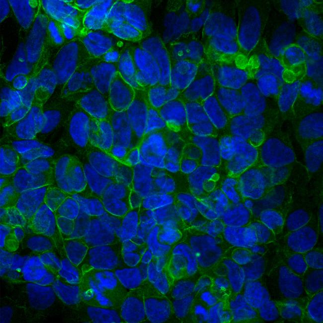 Ankyrin G Antibody in Immunocytochemistry (ICC/IF)