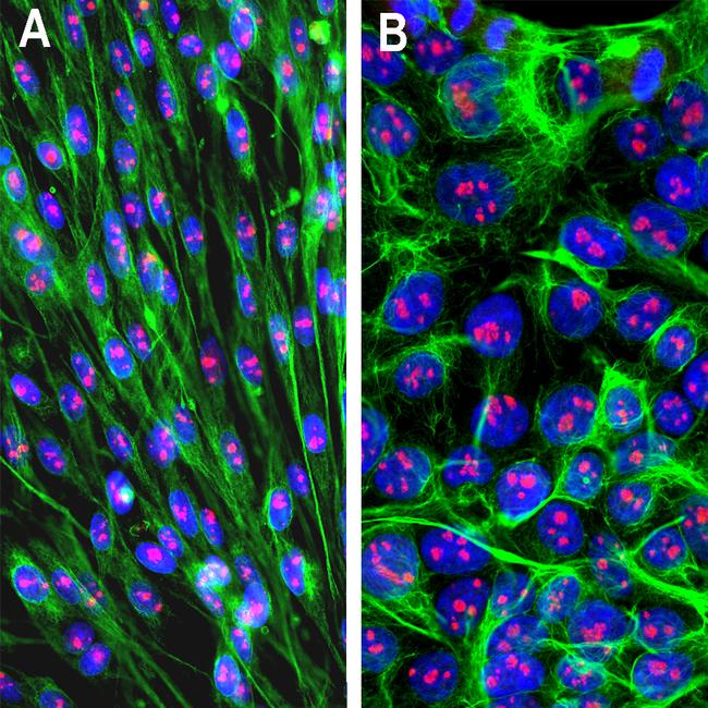 Fibrillarin Antibody in Immunocytochemistry (ICC/IF)