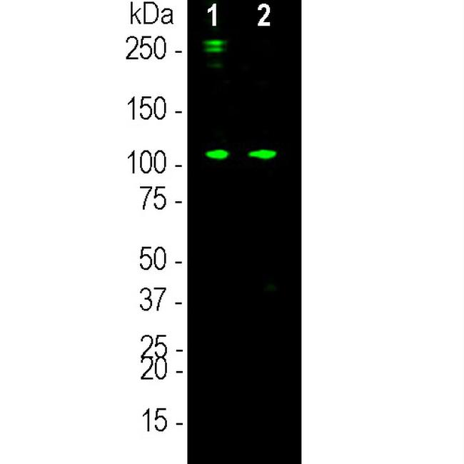 Complement C3a Antibody in Western Blot (WB)