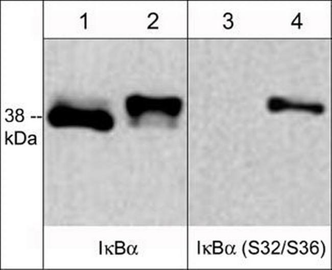 Phospho-IkB alpha (Ser32, Ser36) Antibody in Western Blot (WB)