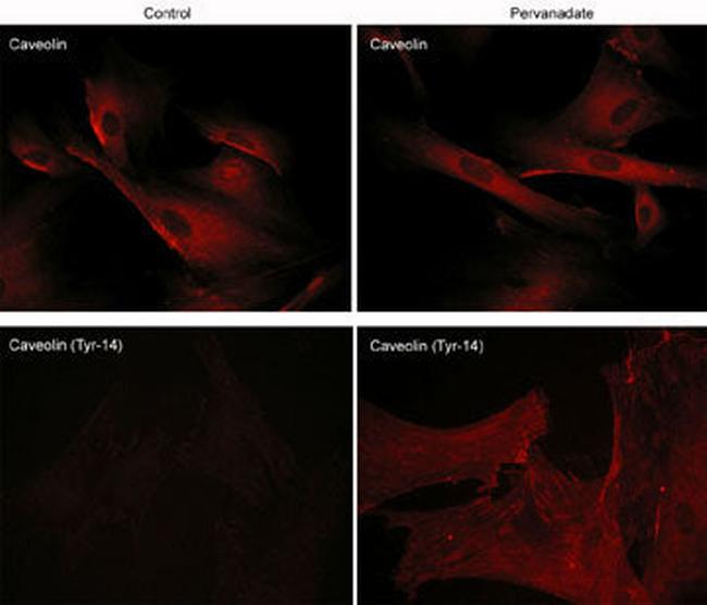 Phospho-Caveolin 1 (Tyr14) Antibody in Immunocytochemistry (ICC/IF)