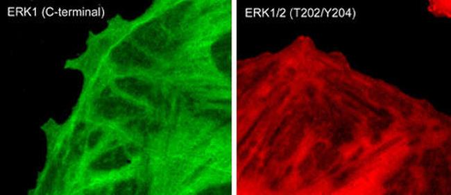 Phospho-ERK1 (Thr202, Tyr204) Antibody in Immunocytochemistry (ICC/IF)