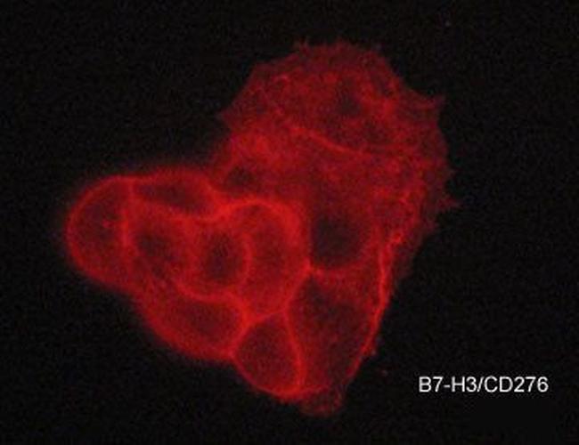 B7-H3 (CD276) Antibody in Immunocytochemistry (ICC/IF)