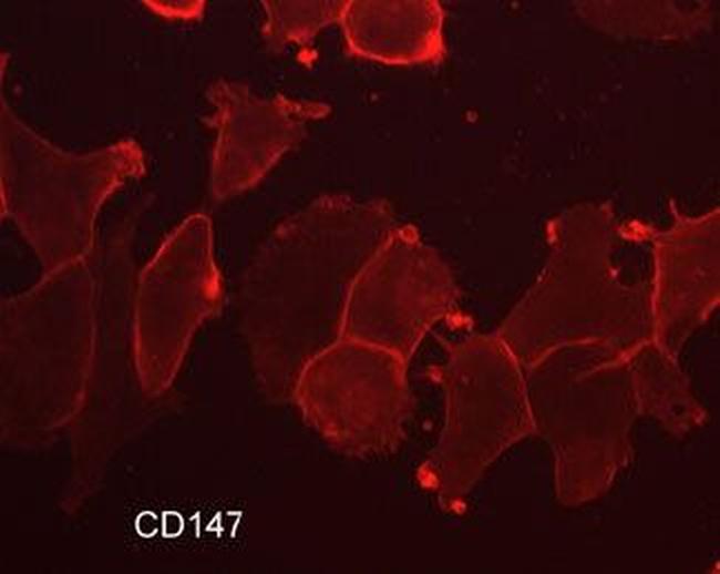 CD147 Antibody in Immunocytochemistry (ICC/IF)