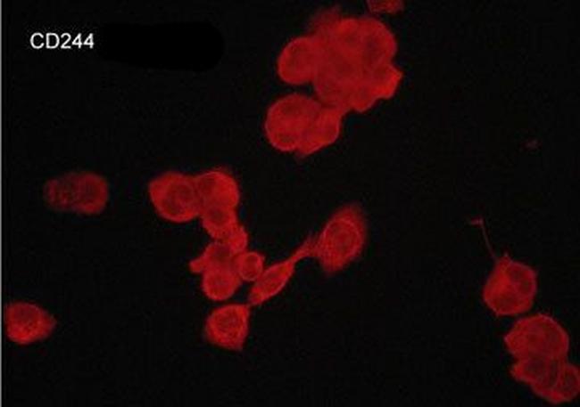 CD244 (2B4) Antibody in Immunocytochemistry (ICC/IF)