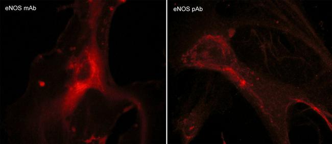 eNOS Antibody in Immunocytochemistry (ICC/IF)