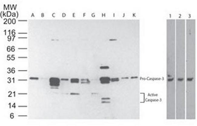 Caspase 3 p17 Antibody in Western Blot (WB)