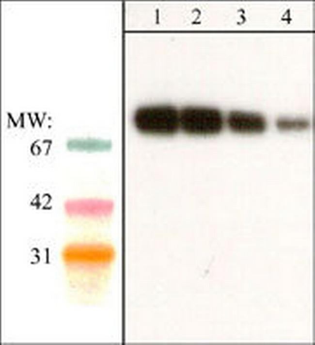 SHP2 Antibody in Western Blot (WB)