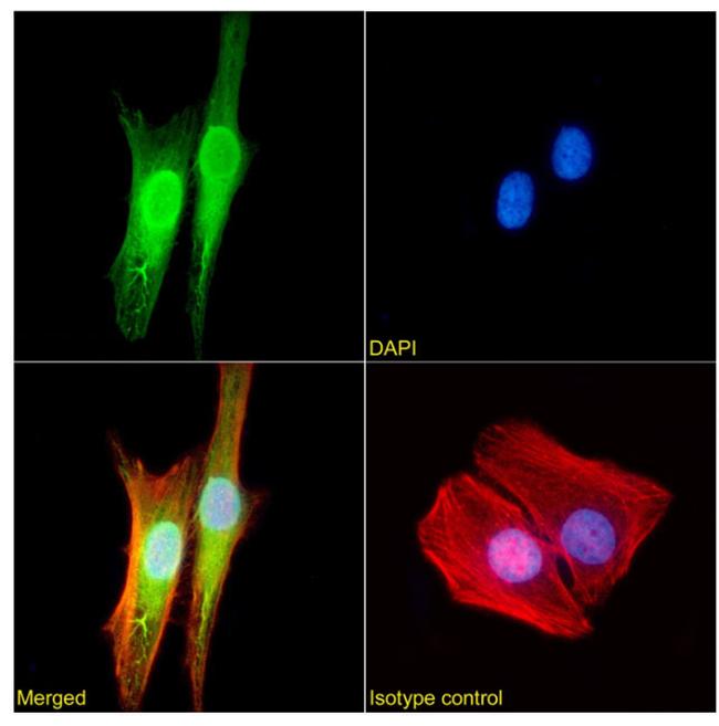 GSTP1 Antibody in Immunocytochemistry (ICC/IF)