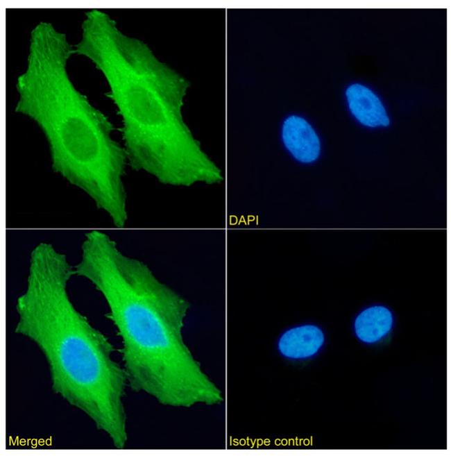 HSP27 Antibody in Immunocytochemistry (ICC/IF)