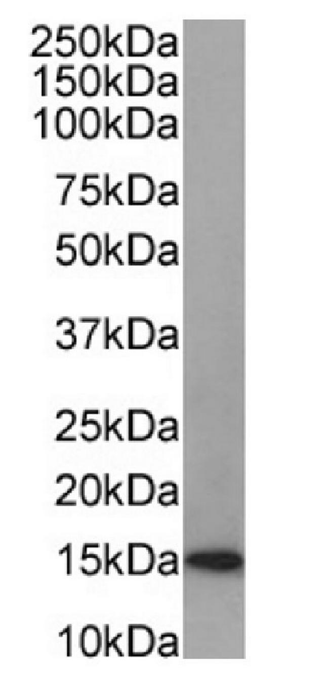 Galectin 1 Antibody in Western Blot (WB)