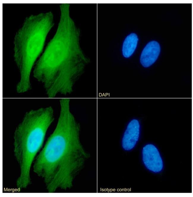 PRDX2 Antibody in Immunocytochemistry (ICC/IF)