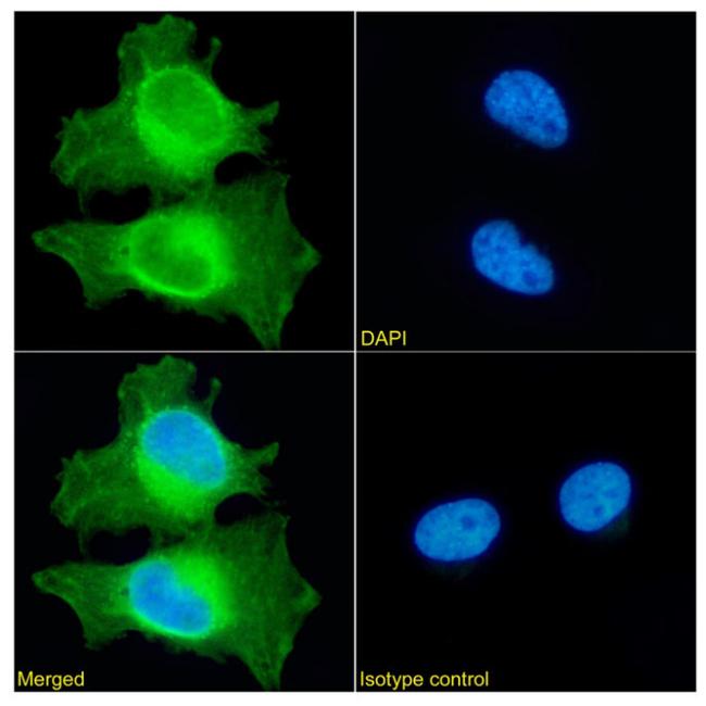 PRDX2 Antibody in Immunocytochemistry (ICC/IF)