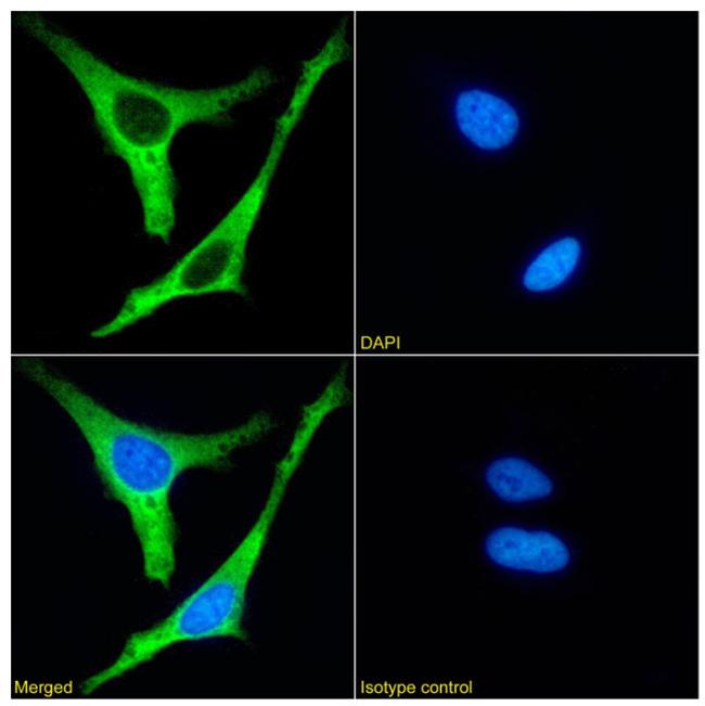 Ezrin Antibody in Immunocytochemistry (ICC/IF)