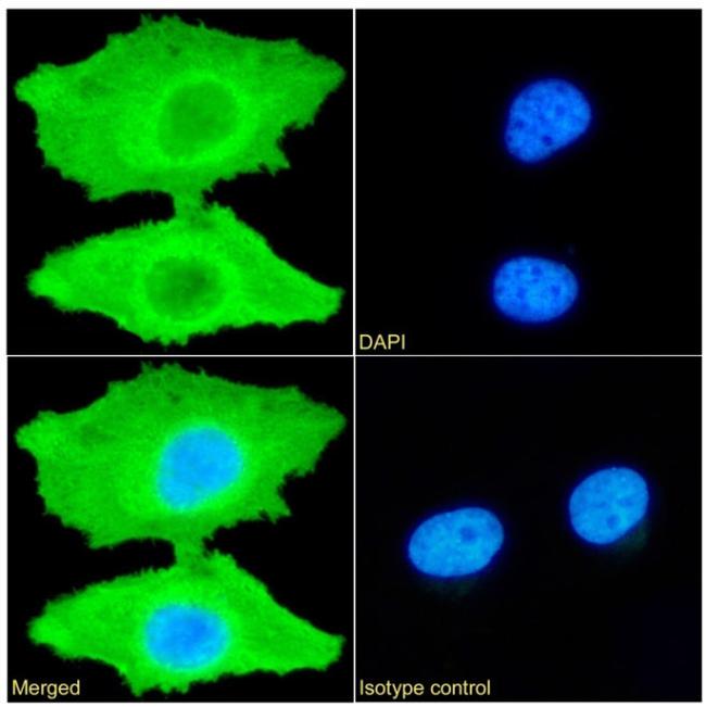 PRDX4 Antibody in Immunocytochemistry (ICC/IF)