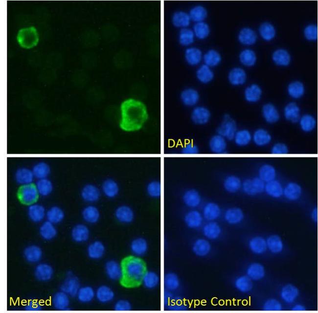 PD-L1 (CD274) Chimeric Antibody in Immunocytochemistry (ICC/IF)