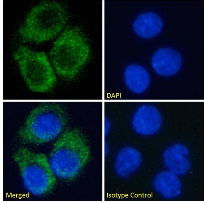 ADORA2A Chimeric Antibody in Immunocytochemistry (ICC/IF)