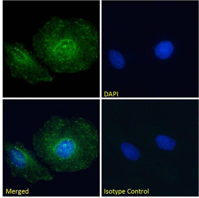 Paxillin Chimeric Antibody in Immunocytochemistry (ICC/IF)