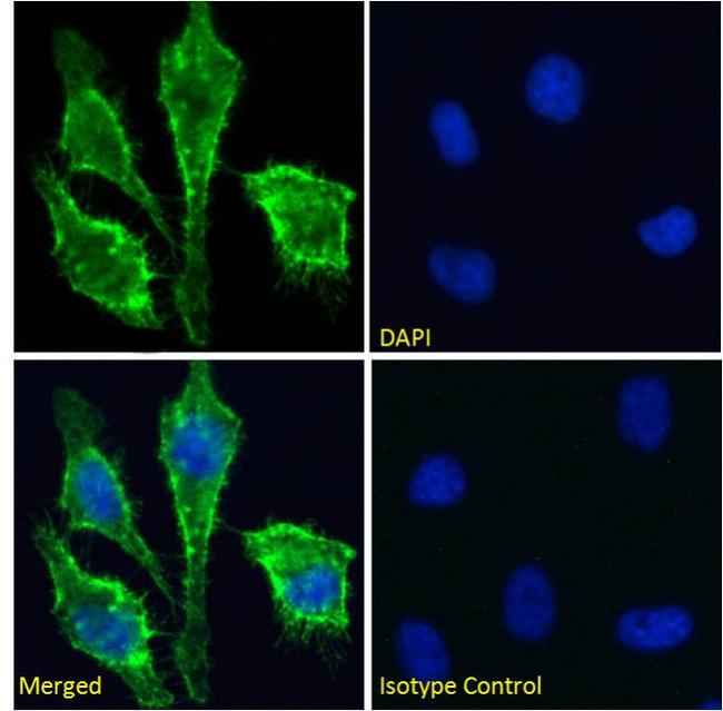 CD147 Antibody in Immunocytochemistry (ICC/IF)