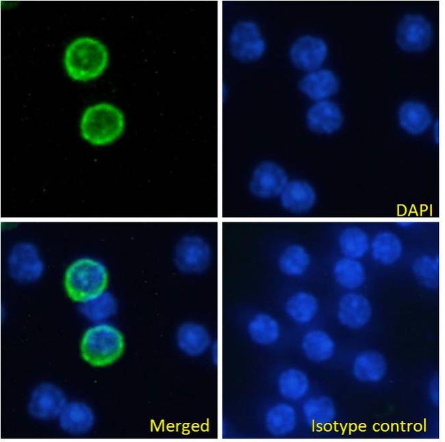 CD357 (AITR/GITR) Chimeric Antibody in Immunocytochemistry (ICC/IF)