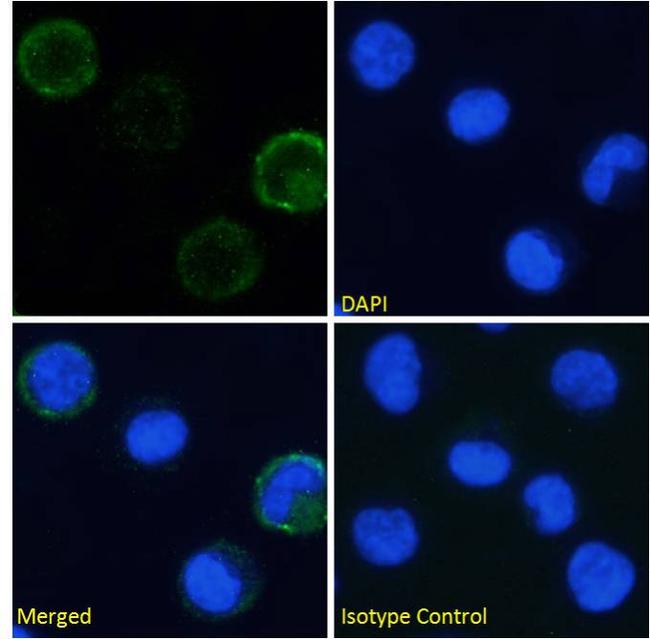 CD49d (Integrin alpha 4) Chimeric Antibody in Immunocytochemistry (ICC/IF)