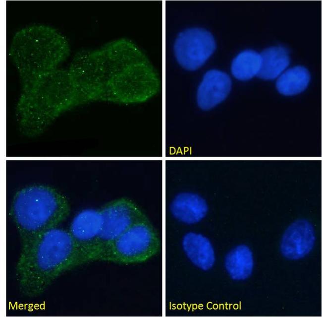 INSR alpha Chimeric Antibody in Immunocytochemistry (ICC/IF)