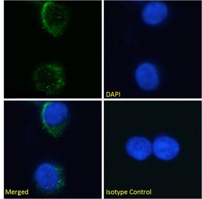 CD235a (Glycophorin A) Antibody in Immunocytochemistry (ICC/IF)