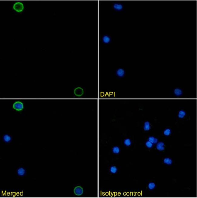 CD154 (CD40 Ligand) Chimeric Antibody in Immunocytochemistry (ICC/IF)