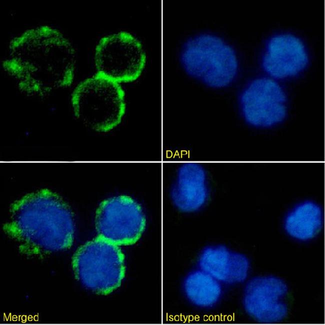 CD154 (CD40 Ligand) Chimeric Antibody in Immunocytochemistry (ICC/IF)