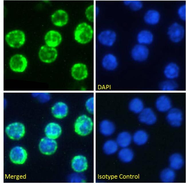 CD74 Chimeric Antibody in Immunocytochemistry (ICC/IF)