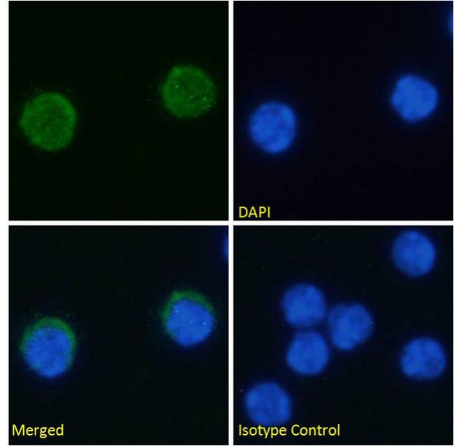 VISTA Chimeric Antibody in Immunocytochemistry (ICC/IF)