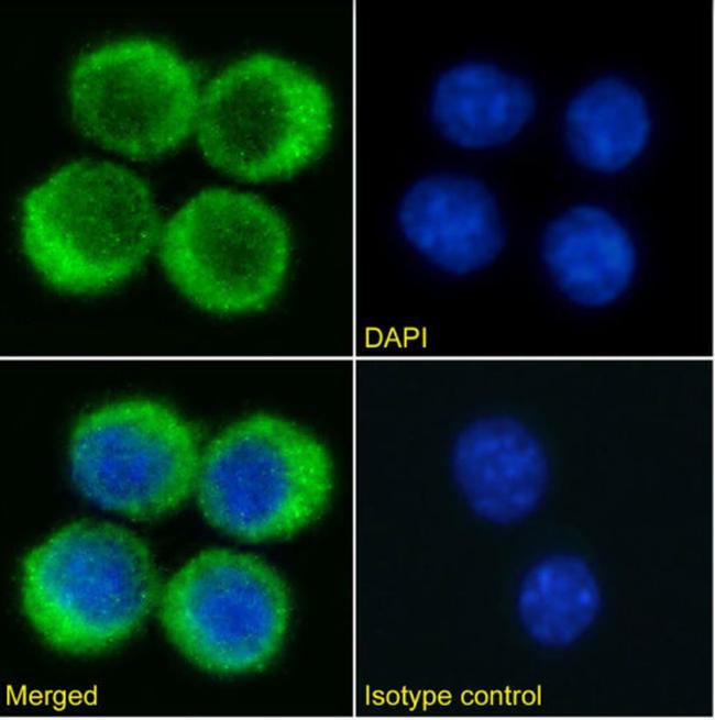 VISTA Chimeric Antibody in Immunocytochemistry (ICC/IF)