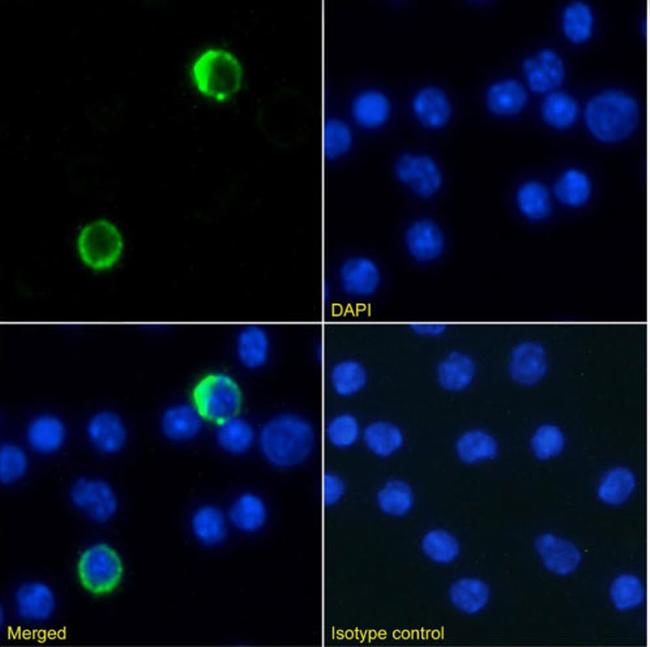 Ly-6G/Ly-6C Chimeric Antibody in Immunocytochemistry (ICC/IF)