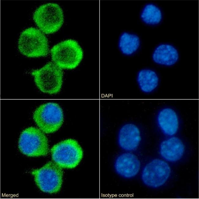 4-1BB Ligand Chimeric Antibody in Immunocytochemistry (ICC/IF)